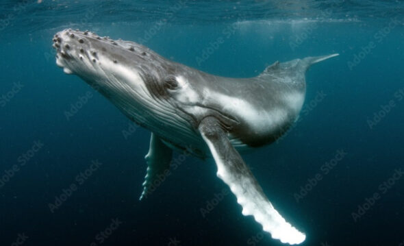 „Timmy“, der Wal: Schwimm endlich weiter!